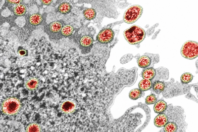 Virus Coruna: владельцы старых iPhone могут потерять криптовалюту